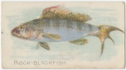 28 Rock-Blackfish